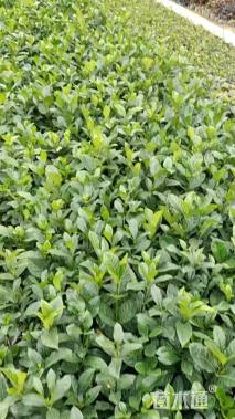 高度30厘米中叶栀子