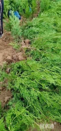 高度100厘米侧柏