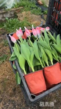 高度20厘米郁金香