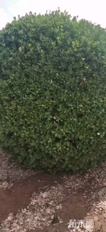 冠幅250厘米大叶黄杨球