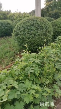 冠幅200厘米小叶女贞球