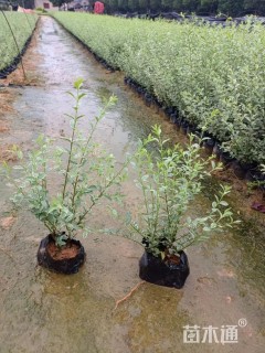 高度20厘米银姬小蜡