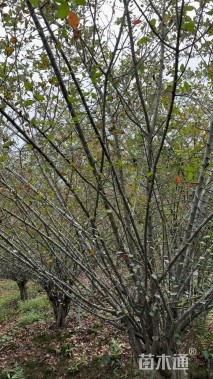 15公分垂丝海棠