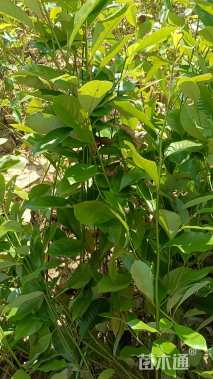 0.5公分醉香含笑