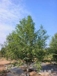 高度500厘米丛生山丁子