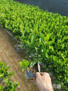 高度20厘米小叶龙船花