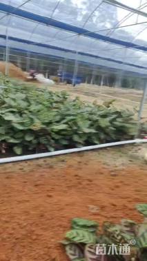 高度30厘米孔雀竹芋