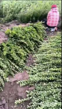 高度30厘米卫矛小苗