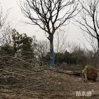 朴树