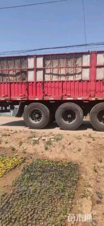 高度25厘米大花月季