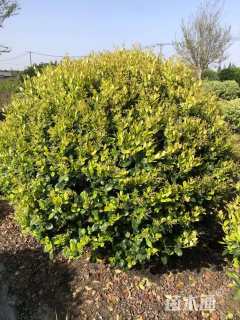 冠幅120厘米金森女贞球