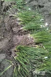 高度15厘米葱兰