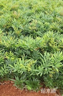 高度30厘米十大功劳