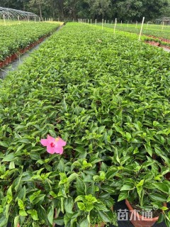 高度30厘米大红花