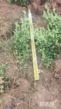 高度40厘米大叶黄杨