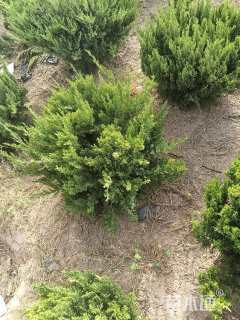 冠幅50厘米龙柏球