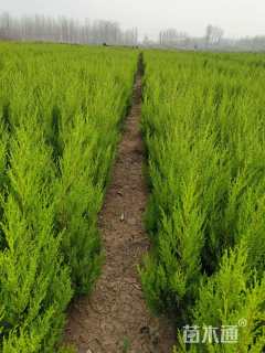 高度80厘米蜀桧