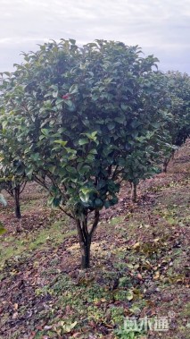 高度250厘米茶花