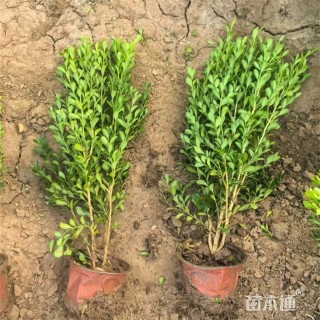 高度56厘米小叶黄杨