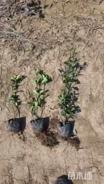 高度30厘米大叶黄杨