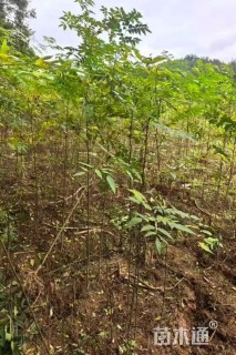 高度100厘米栾树小苗