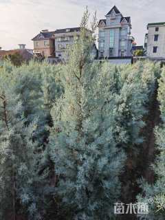 高度80厘米圆柏