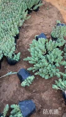 高度10厘米薄雪万年草