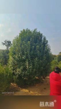 高度500厘米丛生大叶女贞