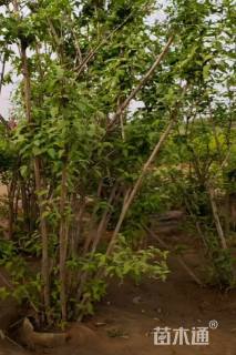 高度150厘米六道木