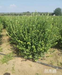 冠幅100厘米卫矛球