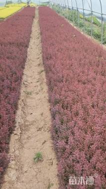 高度10厘米紫叶小檗