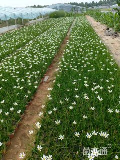 高度20厘米葱兰