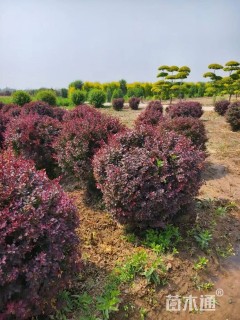 冠幅120厘米紫叶小檗球