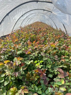 高度29厘米大花月季