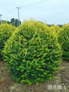 冠幅200厘米亮晶女贞球