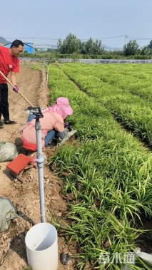 高度25厘米吉祥草