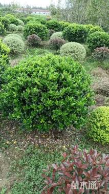 冠幅120厘米银姬小蜡球