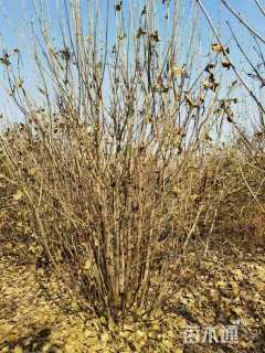 高度180厘米丛生丁香