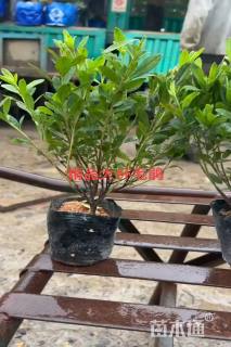 高度30厘米毛鹃小苗