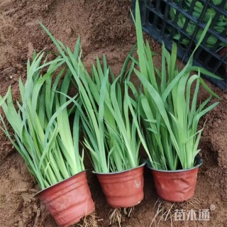 高度30厘米射干