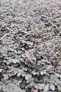 高度25厘米红花继木