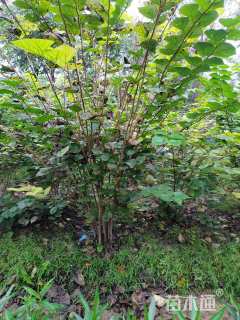 高度150厘米丛生紫荆