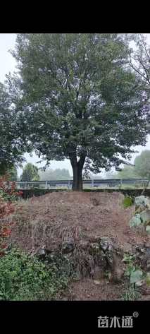 60公分朴树