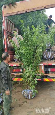 高度250厘米丛生蜡梅