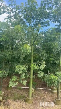 10公分美丽异木棉