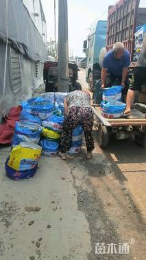 高度50厘米连翘小苗