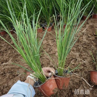 高度60厘米拂子茅