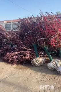 12公分红叶碧桃