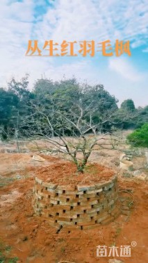 高度150厘米羽毛枫