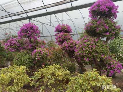 高度200厘米高2-3米嫁接三角梅